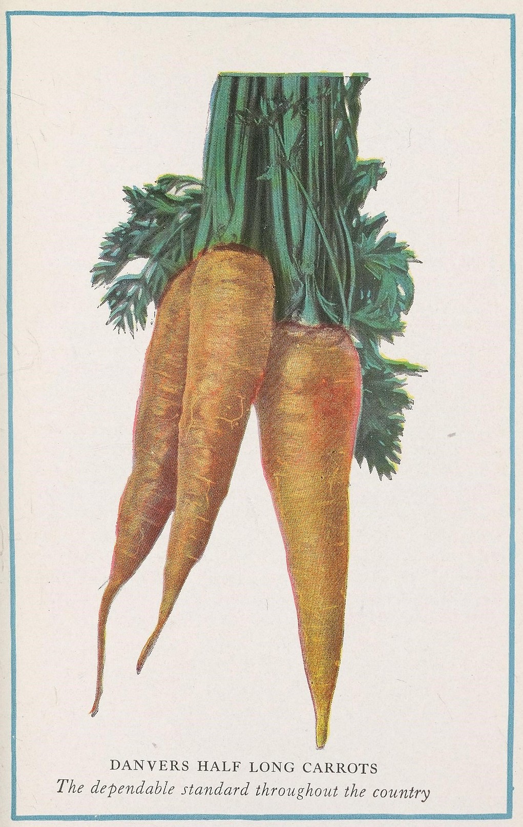 File:Danvers Half Long Carrots (Home vegetable gardening from A to Z).jpg